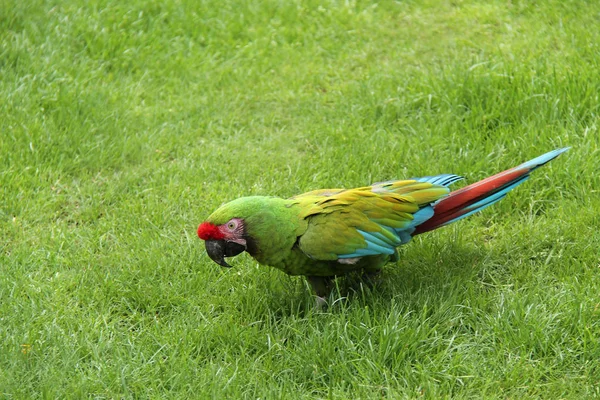 Perroquet Aras Militaire Marchant Sur Herbe — Photo