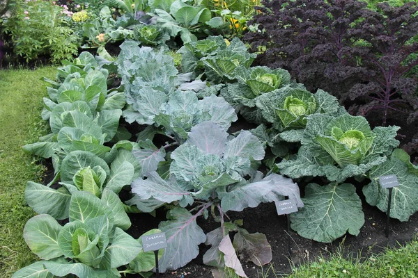 大規模な栽培キャベツ野菜の素敵なディスプレイ — ストック写真