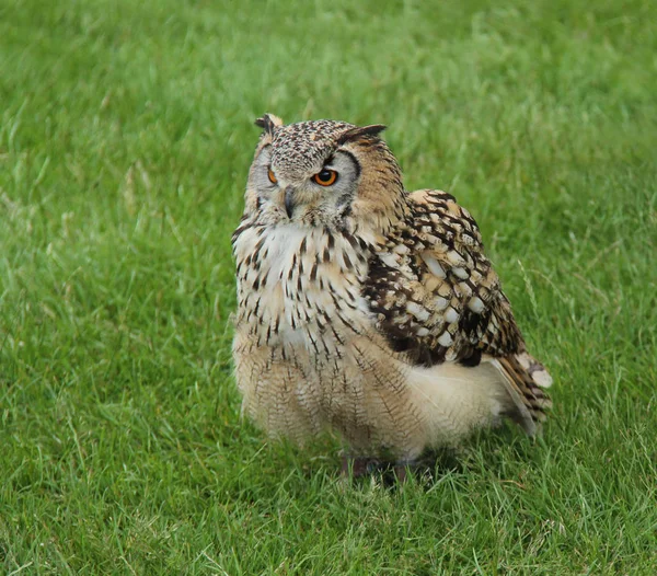 Magnificent Eagle Owl Sitting Grass Field — Stock Photo, Image