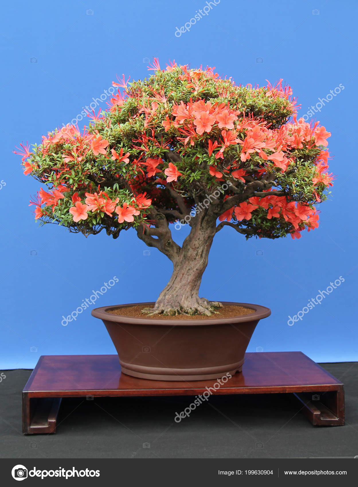 Blume 2000 Topfpflanzen Eingeben habe (12 anstatt 17).ich frage