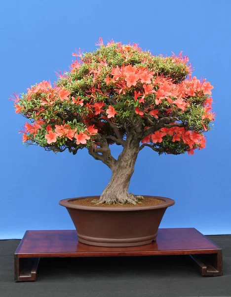 Ein Wunderschöner Satsuki Azalee Miniatur Bonsai Baum — Stockfoto