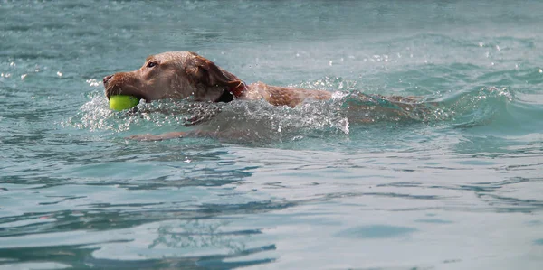 Bir Tenis Topu Alma Bir Labrador Köpek — Stok fotoğraf