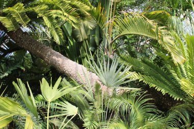 Tropik bitkiler ve ağaçlar güzel bir görüntü.