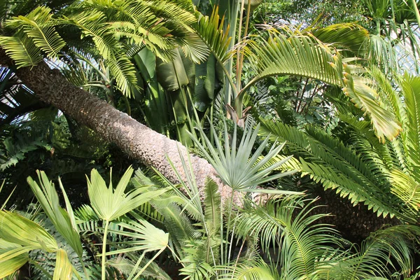 Tropik bitkiler ve ağaçlar güzel bir görüntü.