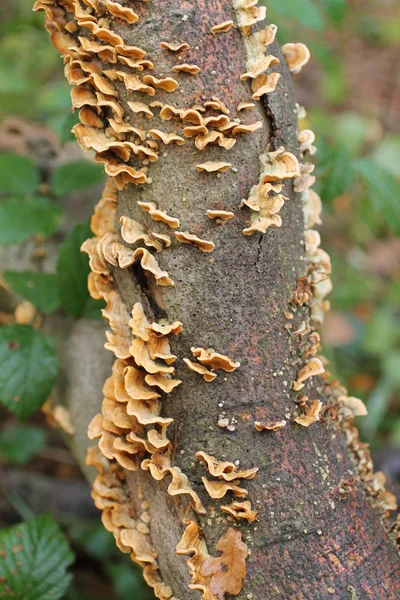 木の幹に小さなブラケット菌のコロニー — ストック写真