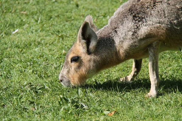 Ein Mara Patagonischer Hase Der Auf Einer Graswiese Weidet — Stockfoto