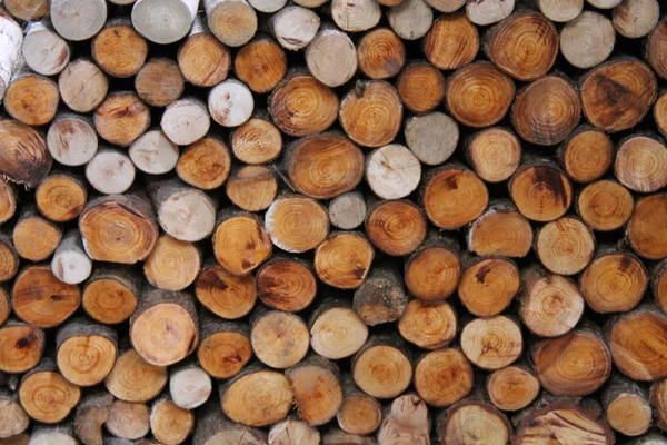 Taze kesilmiş yığınla yakacak odun günlükleri.