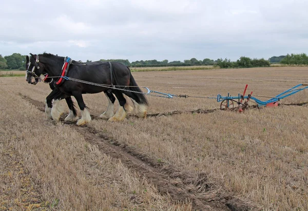 Twee Zware Shire Paarden Trekken Een Hand Gestuurd Plough — Stockfoto