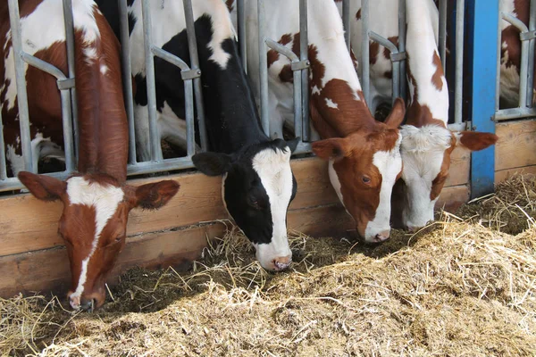 Some Farmyard Cattle Feeding Open Barn — Stock Photo, Image