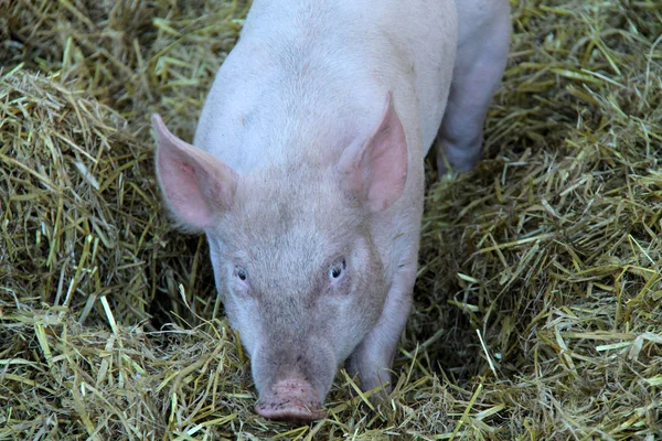 A Small Farmyard Pink Pig Walking on a Straw Bed.