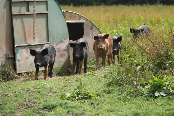 A Group of Farm Pigs and Their Metal Shelter Pens.