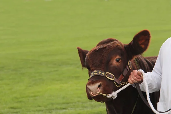 Campeón Ganando Lincoln Red Bull Farm Animal — Foto de Stock