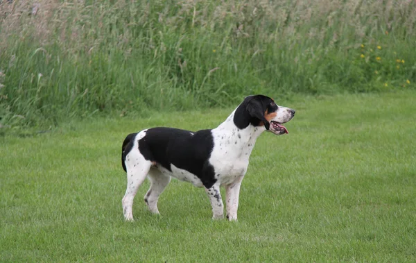 Pies Myśliwski Bardzo Inteligentne Basset Hound — Zdjęcie stockowe