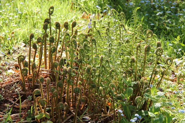 Fronds Nyligen Växande Skog Ormbunke Växt — Stockfoto