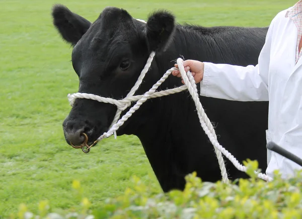 Champion Black Aberdeen Angus Farm Bull Animal — Stock Photo, Image