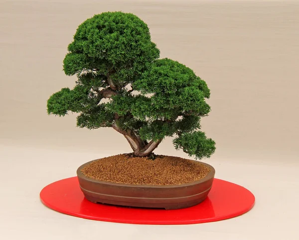Muhteşem Juniperus Chinensis Minyatür Bonsai Ağacı — Stok fotoğraf