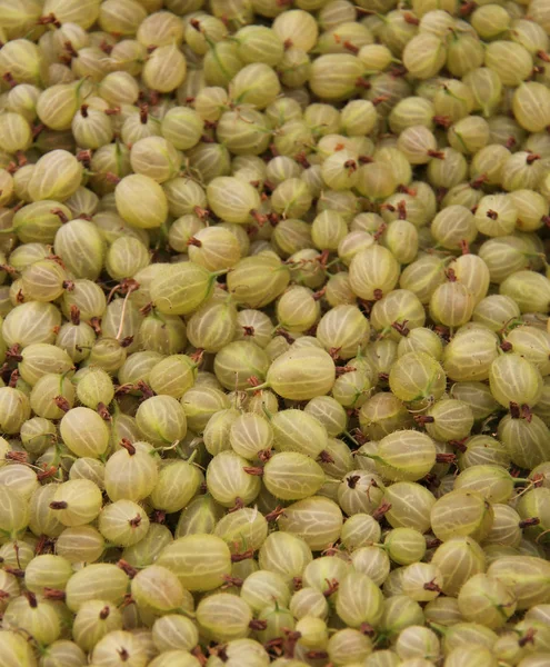 Eine Ausstellung Frisch Gepflückter Invicta Stachelbeeren — Stockfoto