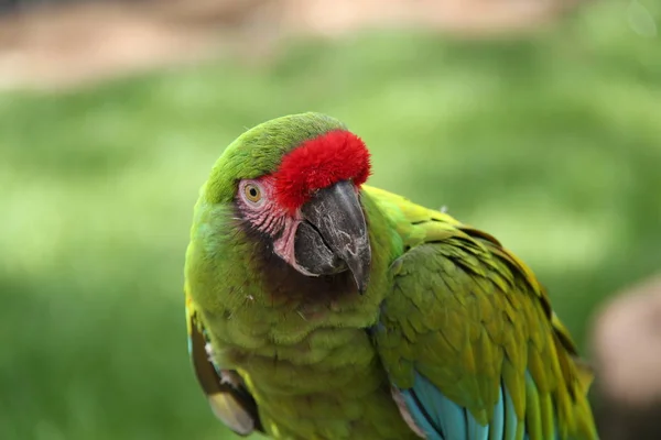Krásné Barevné Vojenské Papoušek Papoušek Pták — Stock fotografie