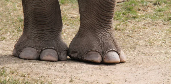 Large Front Feet Adult Indian Elephant — Stock Photo, Image