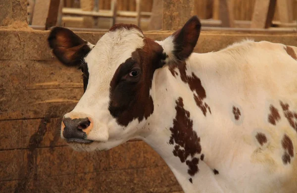 Браун Белая Молочная Корова Внутри Фермерского Амбара — стоковое фото