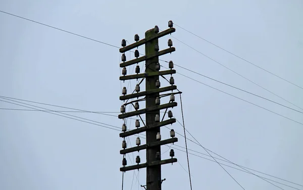 Przewody Izolatorów Drewniany Słup Telegraficzny — Zdjęcie stockowe