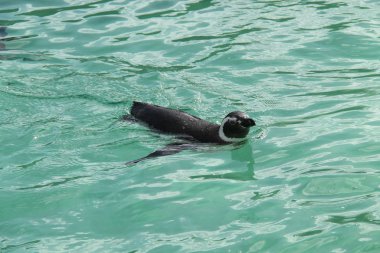 Macellan pengueni yüzme temiz su içinde.