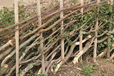 Plashing döşeme Hedge taze kesme uzunluğu.