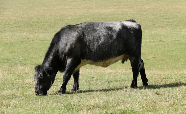 Una Vaca Granja Lechera Pastando Prado Hierba —  Fotos de Stock
