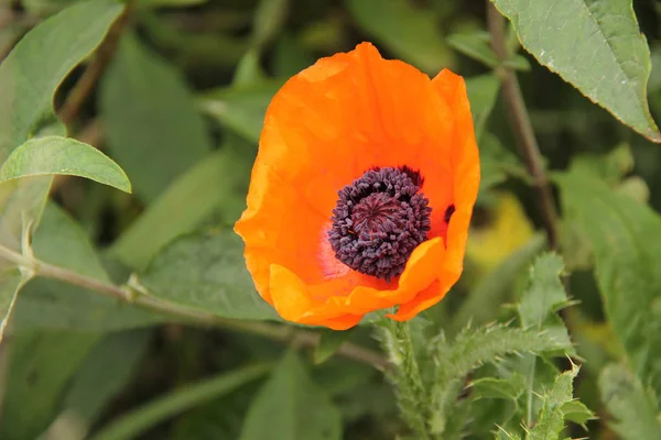 Een Individuele Felgekleurde Oranje Poppy Bloem — Stockfoto
