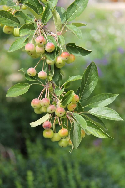 Fruta Amadurecimento Uma Árvore Cereja Pomar — Fotografia de Stock