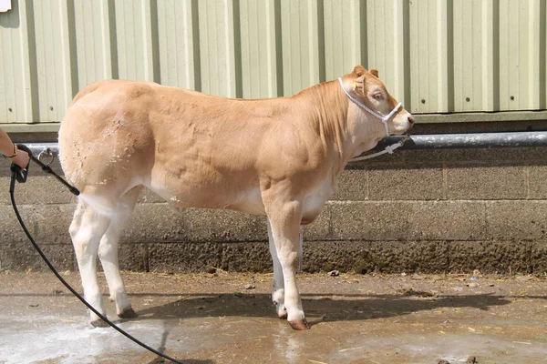 Champion Farm Bull Being Cleaned Showing — Stock Photo, Image