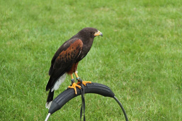 Hermoso Pájaro Harris Hawk Atado Soporte Metal —  Fotos de Stock