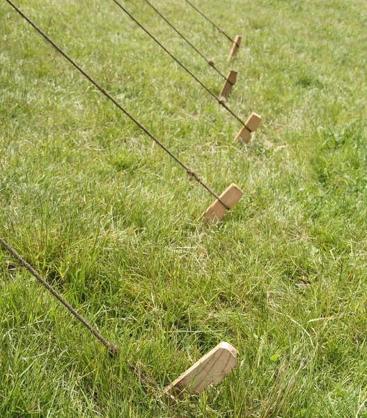 A Row of Classic Wooden Tent Pegs and Guy Ropes.