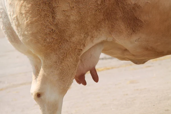 Μαστών Της Θηλές Της Ένα Νεαρό Γαλακτοκομικά Άρμεγμα Αγελάδας — Φωτογραφία Αρχείου