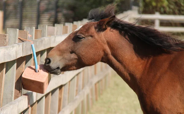 Een Paard Knabbelen Uit Een Minerale Voeding Blok Likken — Stockfoto