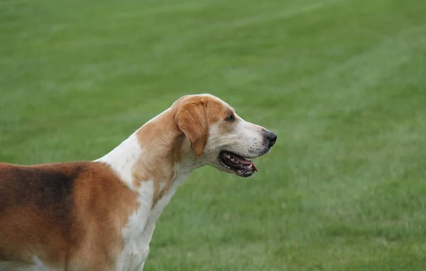 Fine Example English Fox Hound Hunting Dog — Stock Photo, Image