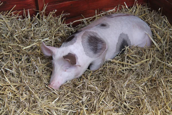 Pedigree Pietrain Farm Pig Bed Straw — Stock Photo, Image