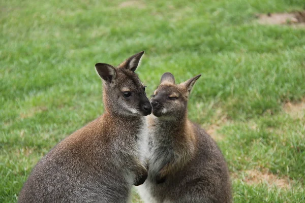 Ein Paar Sehr Niedliche Wallaby Tiere — Stockfoto