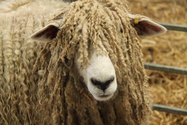 Büyük Lincoln Longwool Çiftlik Koyun Yüz.