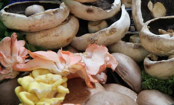 Une Variété Une Sélection Champignons Fraîchement Cueillis — Photo