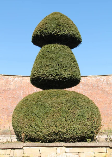 Três Camadas Forma Árvore Topiária Jardim Murado — Fotografia de Stock