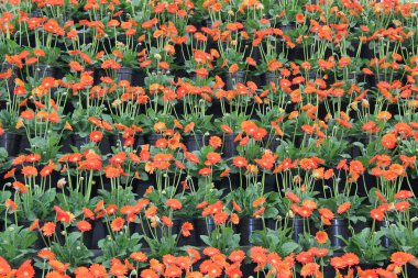 Saksıgerbera Garvinea Bitkilerbüyük Bir Ekran.