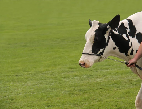 Μια Αγελάδα Γαλακτοπαραγωγής Ένα Λουρί — Φωτογραφία Αρχείου