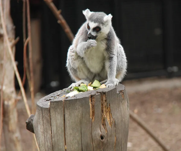 Anel Cauda Lemur Alimentando Toco Árvore Velha — Fotografia de Stock