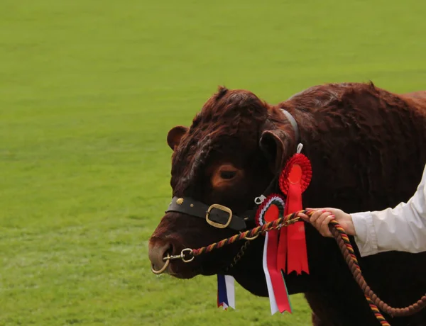 Een Championship Farm Beef Bull Dier Een Touw Tether — Stockfoto