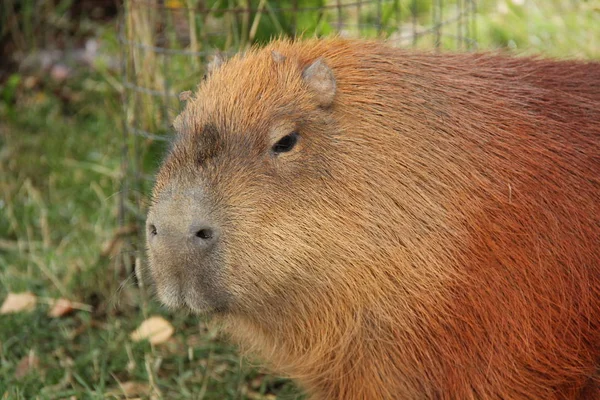 Chefe Grande Animal Sul Americano Capivara — Fotografia de Stock