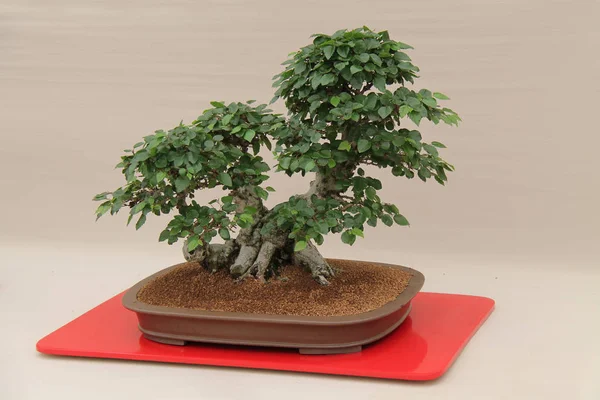 Ein Carpinus Turczaninowii Gebastelter Miniatur Bonsai Baum — Stockfoto