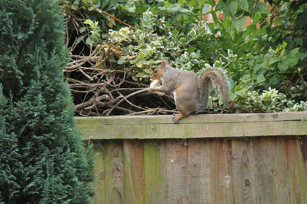 一只灰松鼠坐在篱笆上 吃一片面包 — 图库照片