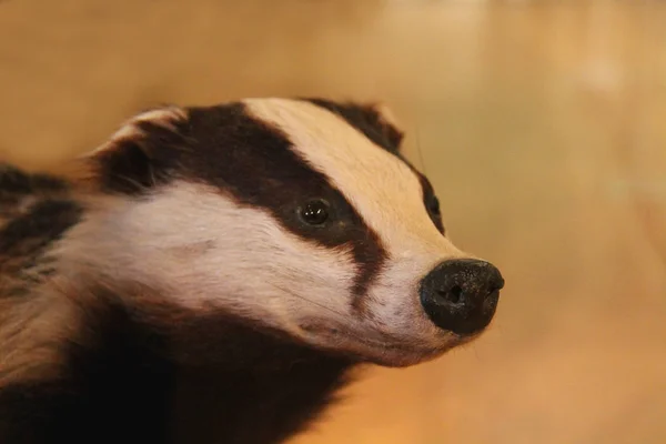 Head Dead Stuffed Badger Animal — Stock Photo, Image