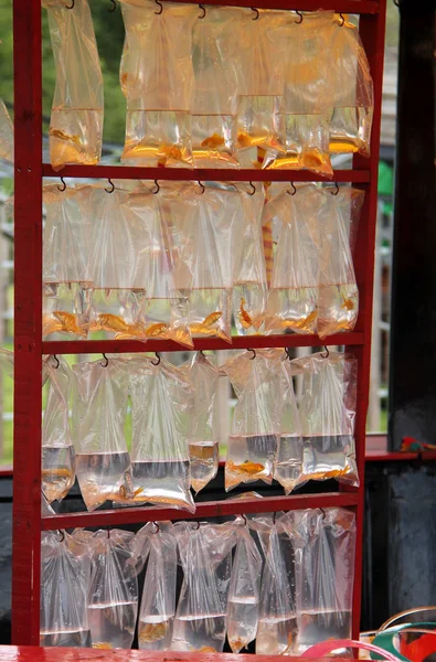 Display Live Goldfish Bags Fun Fair Prizes — Stock Photo, Image